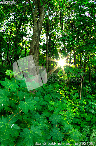 Image of Forest