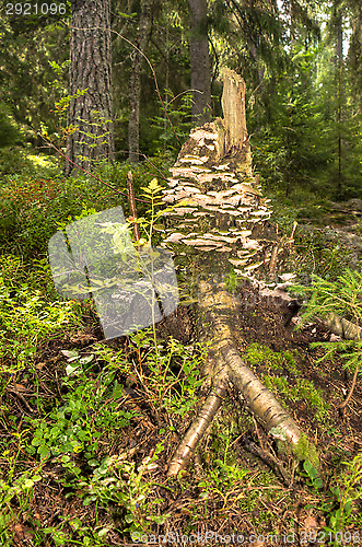 Image of Stump of a tree