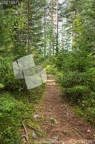 Image of Path in the forest