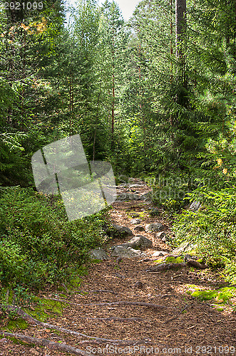 Image of Forest