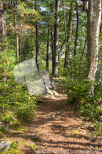 Image of Forest