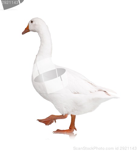 Image of Domestic goose