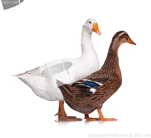 Image of Duck and goose