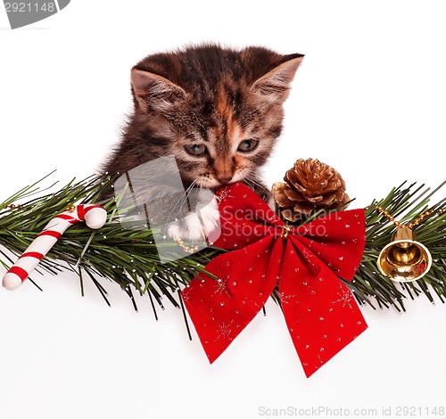 Image of Christmas kitten