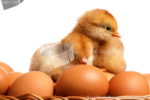 Image of Eggs and chicken