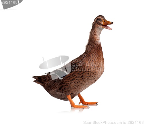 Image of Domestic duck