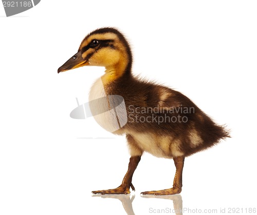 Image of Domestic duckling