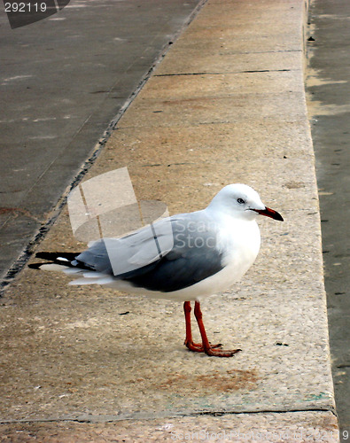 Image of Sydney Seagull