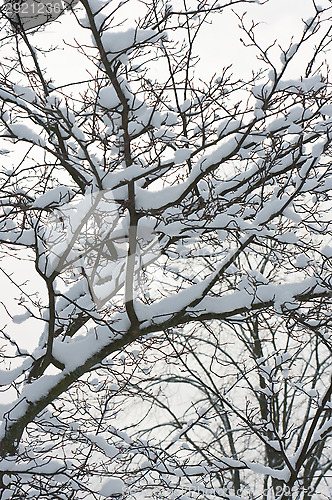 Image of Branches