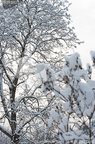 Image of Winter