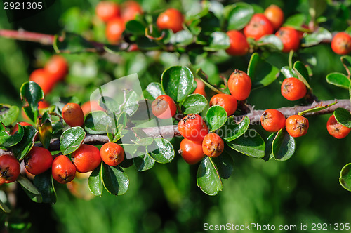 Image of Cotoneaster Bush