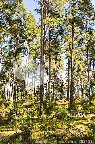 Image of Forest