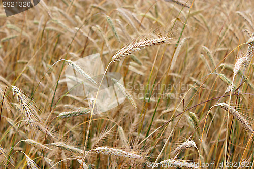 Image of field of ripe wheat