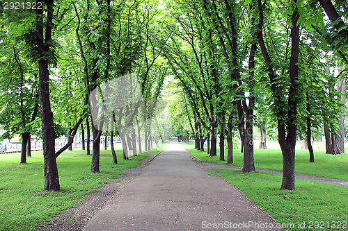 Image of Beautiful park with many green trees