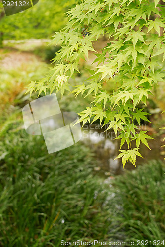 Image of green maple