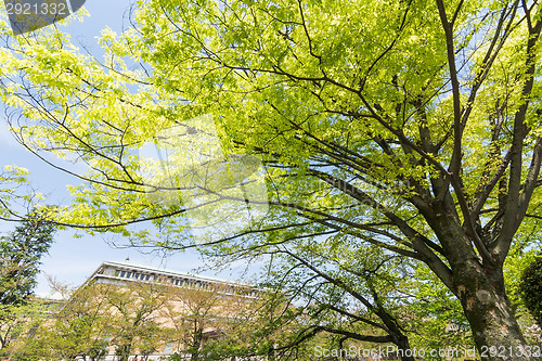 Image of Emerald green cherry trees