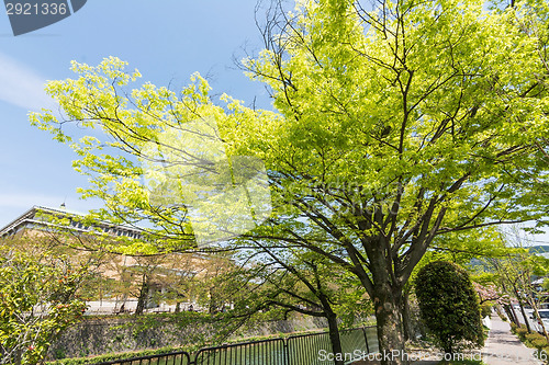 Image of Emerald green cherry trees