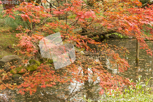 Image of Red maples planted on the shore and reflection.