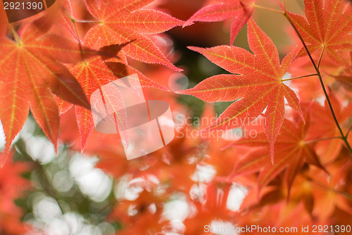 Image of red maple