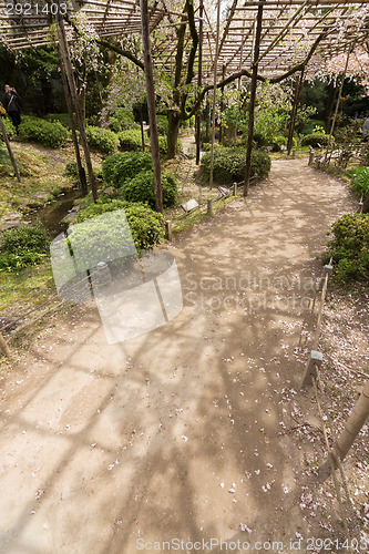 Image of The path of sakura growing on the wooden.