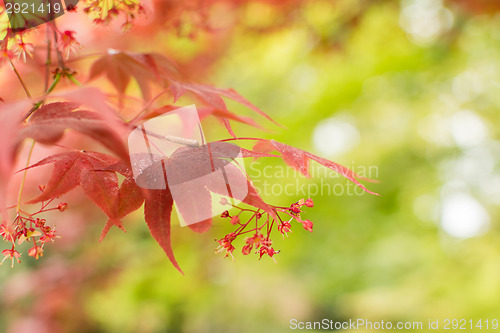 Image of red maple