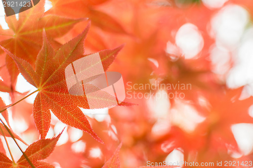 Image of red maple