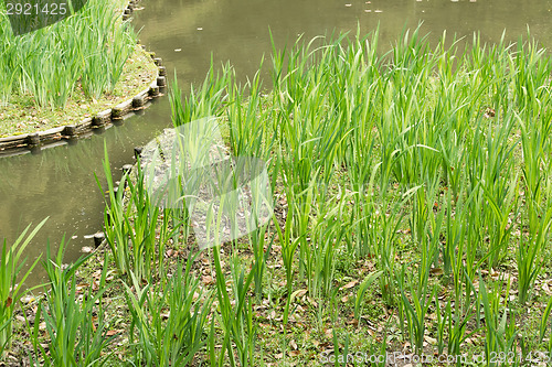 Image of The green grass gardening in the pond.