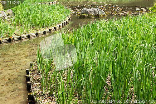 Image of The green grass gardening and stone in the pond.