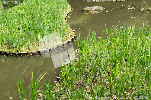 Image of The green grass gardening in the pond.