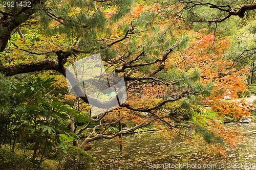 Image of Red maples and pines planted on the shore.