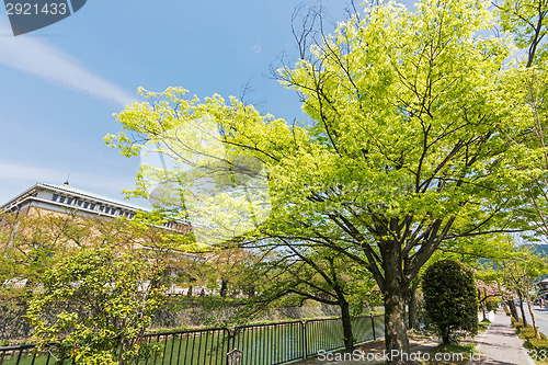 Image of Emerald green cherry trees