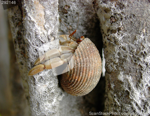 Image of Hermit Crab