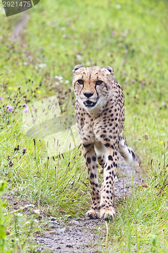 Image of Cheetah