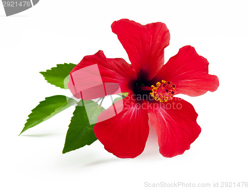 Image of Red hibiscus