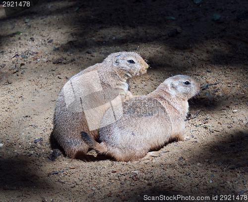 Image of Black-tailed prairie dog