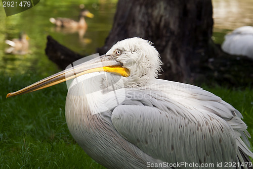 Image of Pelican