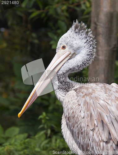 Image of Pelican