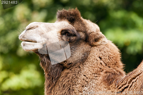 Image of Bactrian camel