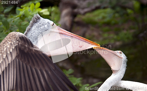 Image of Two pelicans