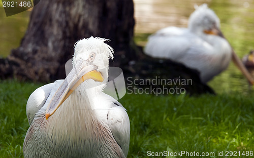 Image of Pelican