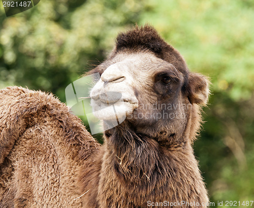 Image of Bactrian camel