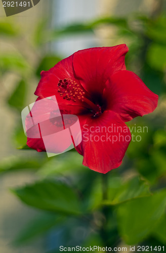 Image of Red hibiscus