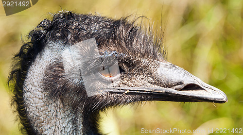 Image of Emu