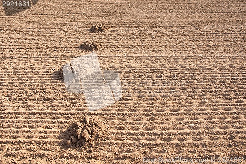 Image of Mole mound