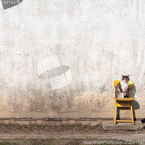 Image of cat sitting on the yellow chair 