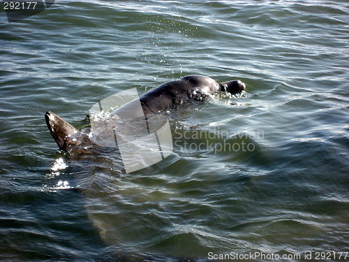 Image of Dolphin 2