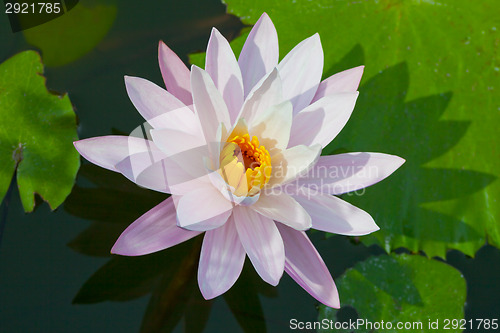 Image of Water lily closeup. Indonesia, Bali