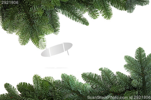 Image of Spruce Fir Border