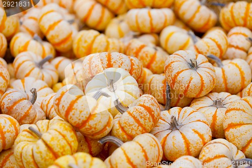 Image of pumpkin patch