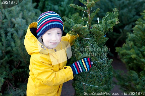 Image of christmas tree shopping